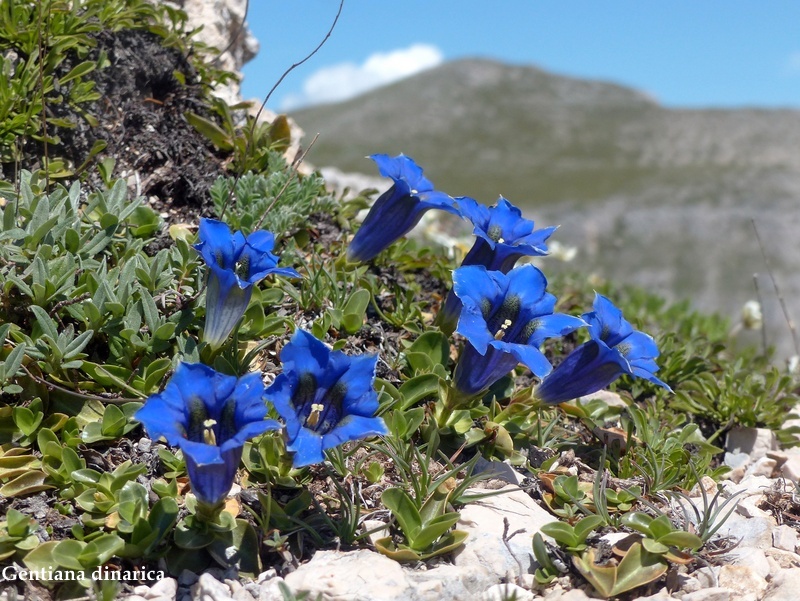 Monte Velino e Monti della Duchessa, le orchidee e la Natura  2024.